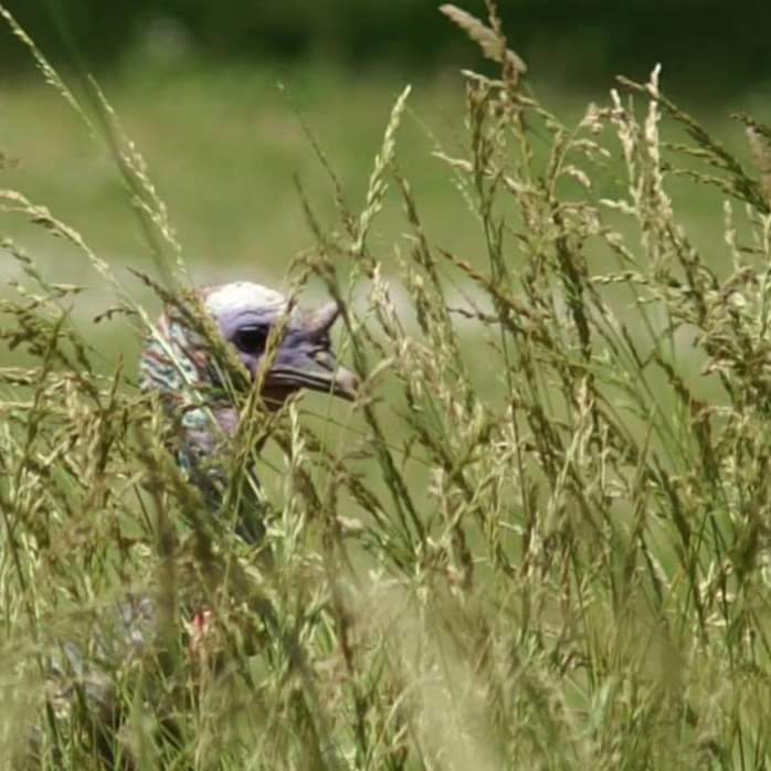 WKevinNelson's tweet photo. Good morning!☀️
#TodayisaGift #Tuesday #May #SpringinIllinois #TurkeyTuesday #LookingforBugs #EveryDaysaBlessing #ThankfulforToday https://t.co/3CLRRyOgbX