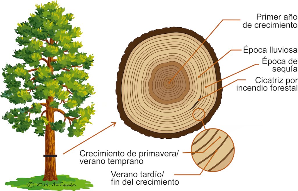 Interesante post sobre #Dendrocronologia: “Estudio del tiempo de los #arboles” 🌲🪵💹 ➡️geolodiaavila.com/2019/12/17/den… #bosques #forestal #madera