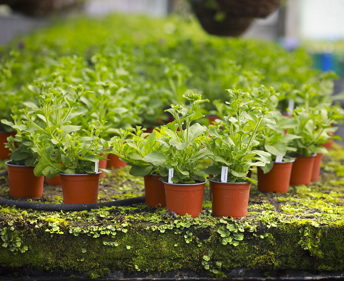 The City - Thanks Geraldine and her wonderful summer plants - abundant...McNamara's Garden Centre in Ballysimon on the old Tipperary Rd also in @LimerickMilkMarket...📷 @DeirdreAPower  #limerick Limerick.ie #greeningthecity @LmkTidyTown