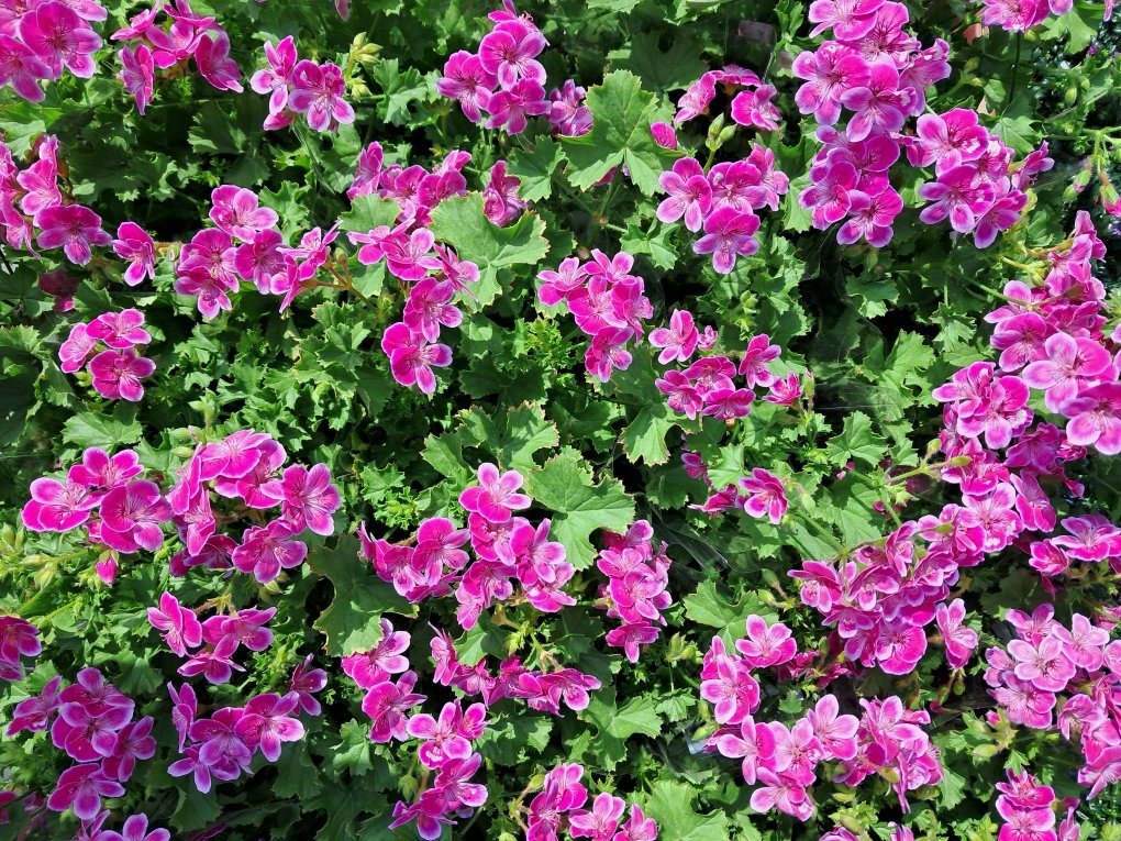 Pink is supposed to weaken your enemies, make them go soft on you, which must be why it's used for baby girls. It's a wonder the military hasn't got on to this. _Margaret Atwood / Pink flowers in Seoul ⓒ 2023 StrawberryMilk #pink #flower