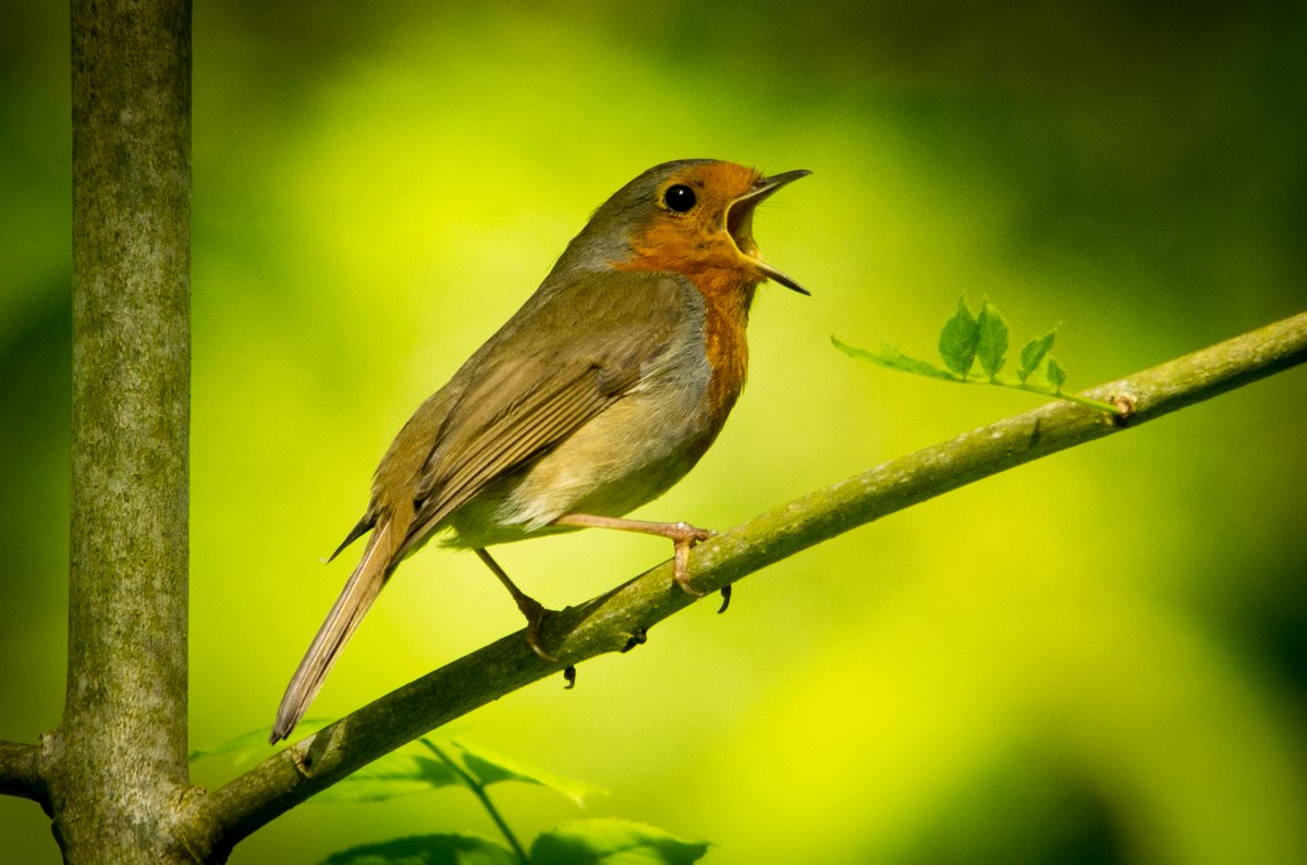 ArnosValeCem's tweet photo. To mark #MentalHealthAwarenssWeek, we invite you to take a moment to relax and listen to a dawn chorus we recorded here https://t.co/xtPdvNCfV3

Take a moment, and just listen 💚

#MentalHealthAwareness #DawnChorus #SupportArnosVale #ItsAllAboutTheLove https://t.co/z3ltpqj7XI