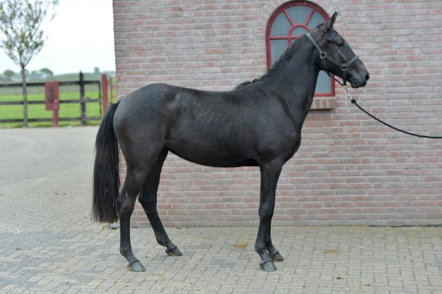 Mooie merrie te koop: Gonella paardenhandelaren.com/paardenhandel/… #paarden