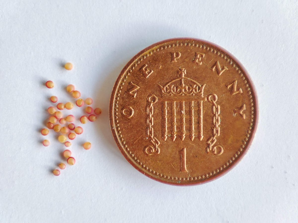 gardenorganicuk's tweet photo. This month more than 270 #citizenscientists will be sowing 3 varieties of #amaranth to test how they grow in a range of locations around the UK. Amaranth #seed is tiny β so we hope our community of growers doesnβt sneeze while they're #sowing it! #GOcitizenscience https://t.co/Q1bStfIHSR
