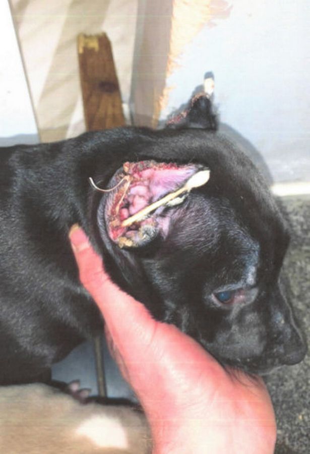 AdoptionsUk's tweet photo. IMAGE WARNING Please retweet, Joshua Kwiathawski and Jamie Evans have been CONVICTED re cruelty #WIGAN #UK 

23 weeks in jail, 15 year ban, for arranging to crop ears. Please report anyone arranging to crop ears to the RSPCA. It's illegal in the UK 
https://t.co/tFA7cE86mk
#dogs https://t.co/BYaVjWxlFH