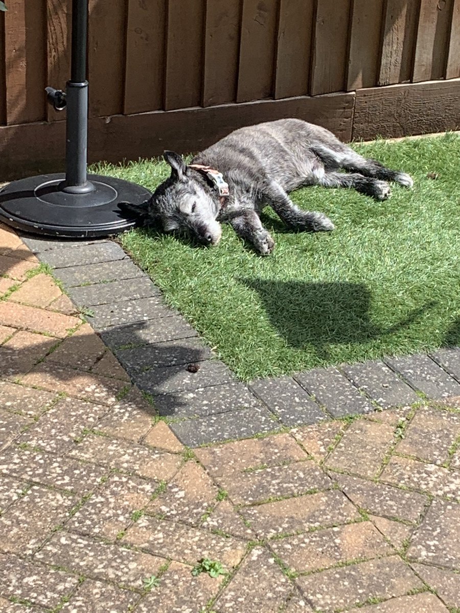 GeorgeJanice1's tweet photo. Our last picture of you ❤️ How you loved to sun puddle! We miss you every day baby boy 💔 Geoff 16.05.22 🌈 #oneyearwithoutyou https://t.co/KUas4aPx7n
