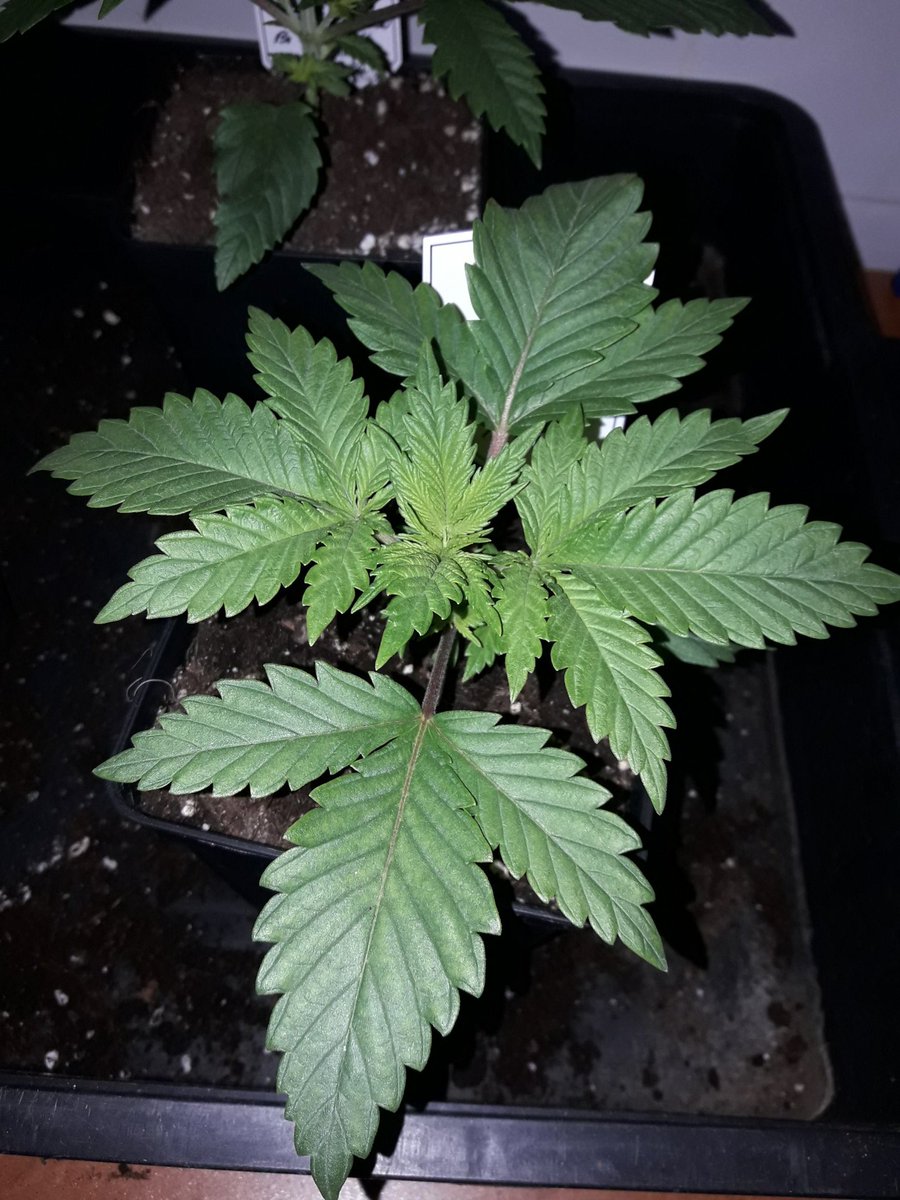 AdrycManellson's tweet photo. Weed día Verde Mundo con un #TimeLap sobre #SuperAk #SpecialDutch de @Kannabia_Samen #Sust #BatMix @PlagronAruba en un #PureTent #RefPet bajo #ThePureLed48oPro @ThePureFactory_ powered todo by @DPlantasur mi Hada, toda la #Crew #AdrycsCove y yo Os Deseamos sea todo Feliz...🧚♂️😎 https://t.co/lQyYNMVly7