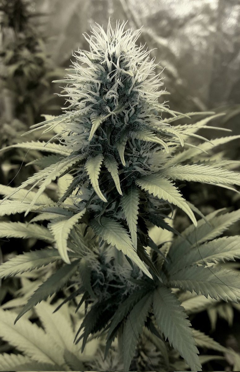 AdrycManellson's tweet photo. Weed día Verde Mundo con un #TimeLap sobre #SuperAk #SpecialDutch de @Kannabia_Samen #Sust #BatMix @PlagronAruba en un #PureTent #RefPet bajo #ThePureLed48oPro @ThePureFactory_ powered todo by @DPlantasur mi Hada, toda la #Crew #AdrycsCove y yo Os Deseamos sea todo Feliz...🧚♂️😎 https://t.co/lQyYNMVly7
