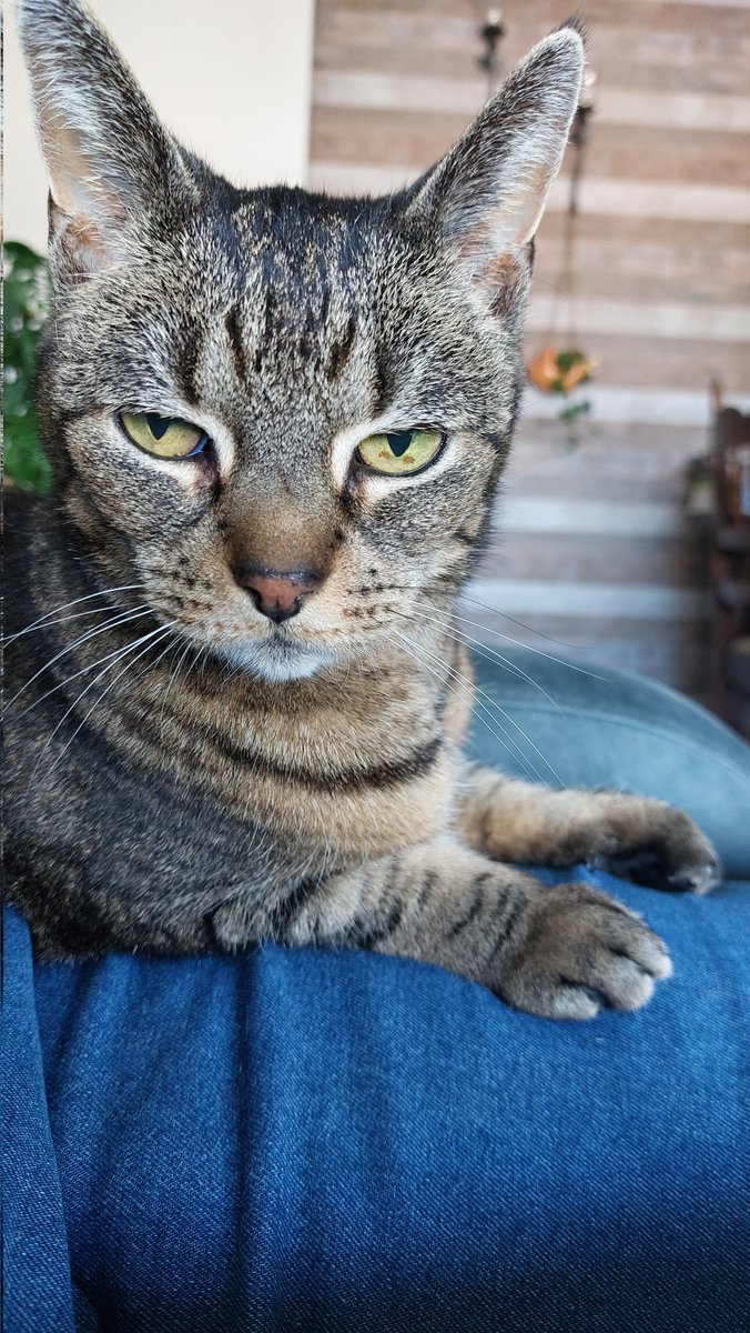 turningeyes's tweet photo. Deze oude dame is weer goedgekeurd bij de dierenarts - apk, check! Complimenten gekregen voor haar mooie vacht, hoe scherp ze is en dat ze (blijkbaar) weer een halve kilo is afgevallen. Op naar de 15!
#CatsOfTwitter #seniorkitty https://t.co/jF8Ui0Gy6S