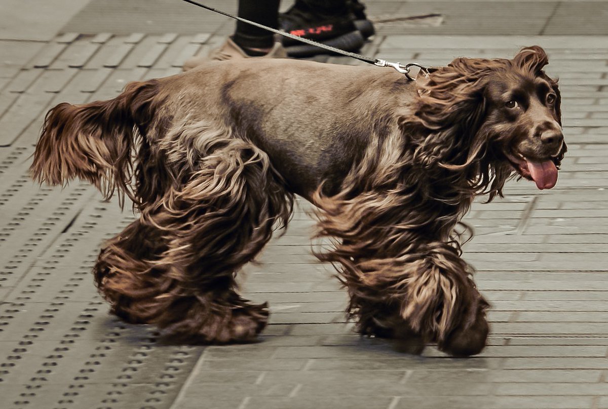 Finding dogs on a street shoot is ALWAYS the highlight of the day.