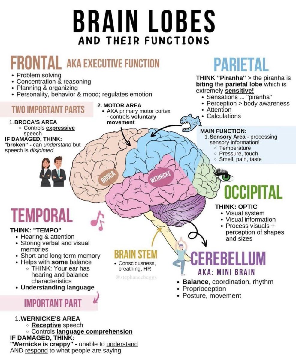 🧠BRAIN LOBES AND THEIR FUNCTIONS

#FOAMed  #MedEd #MedTwitter #Emergency #FOAped #residents #Students #medicaleducation #medicalstudent #medicalpractice #Neurology #neuroscience #neurotwitter