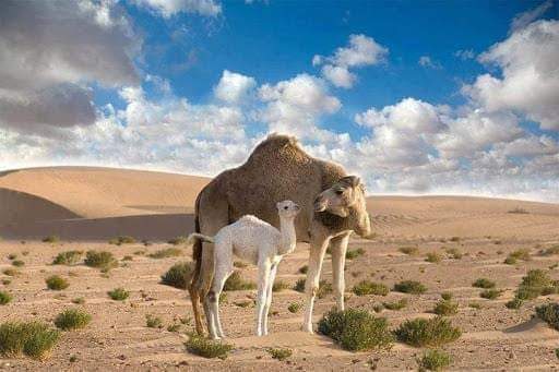 Ahmedeliei's tweet photo. تبدت للرحيل جمالها ...و بدا بينا سير و فاضت مدامع 🧡 https://t.co/CGBfe7W88R