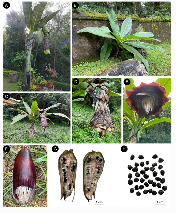 James_Borrell's tweet photo. *** New species of Ensete ***

Considered endangered, and found at a handful of sites in Nepal. Known as Ban kera (वन केरा) or Bhuin kera (भुइँ केरा) in Nepali language. 

https://t.co/TgMB9O9Ifv https://t.co/bNcyeGUPce