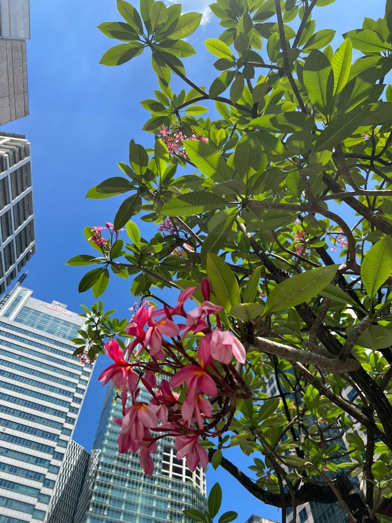 rospattIP's tweet photo. Our partner Rüdiger Pansch is at INTA in Singapore this week to meet colleagues from all over the world. Here are some impressions: https://t.co/SlJkSAGRg5