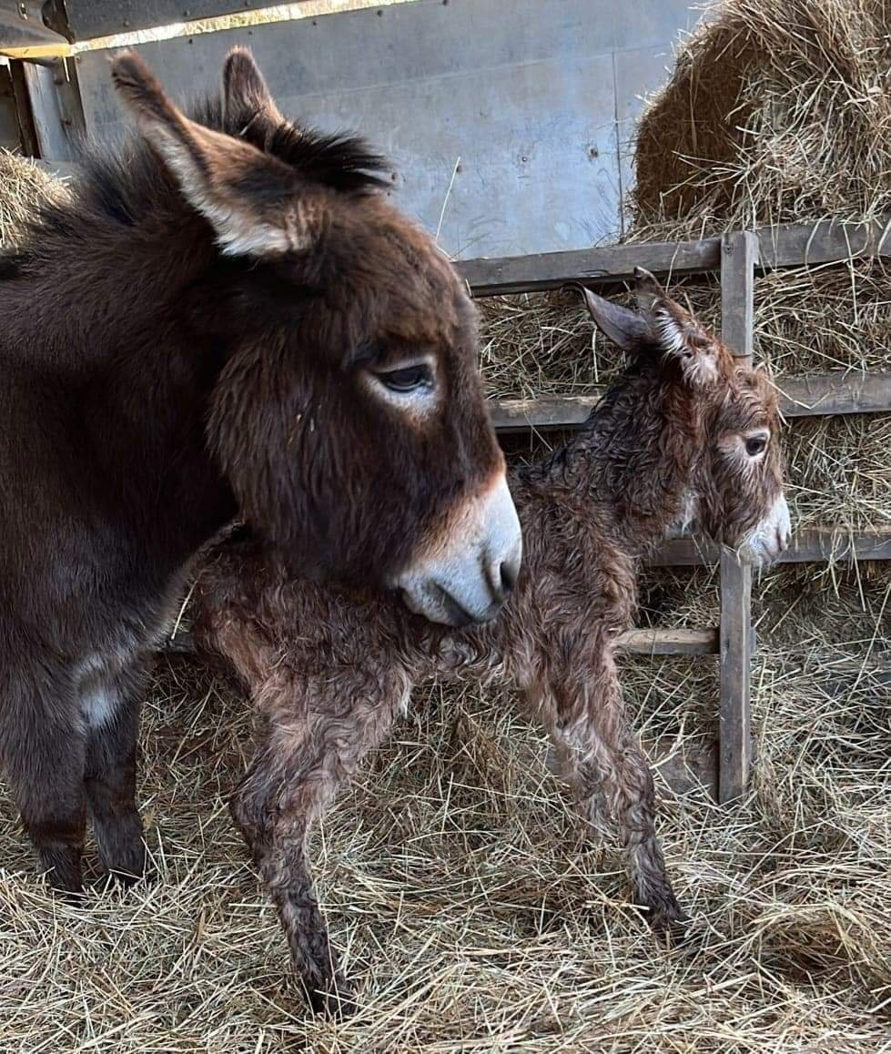 HunnyJax's tweet photo. #helpfindSTOLENmoon 🙏❗
#Donkey Only 2 &1/2 months old and SNATCHED from her #HAMPSHIRE Field on Monday...
She will be so scared and really needs her Mum..
She needs her Coats too..
#WHOSTOLEDONKEYMOON
WHERE IS MOON NOW ? https://t.co/n6WlJzuS2P https://t.co/PeMZ7iBjvv