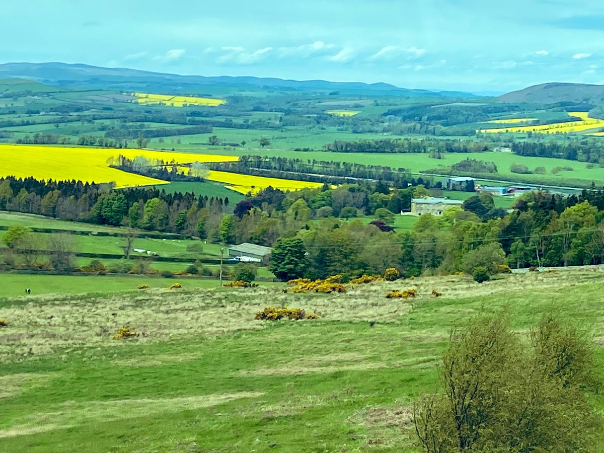 rattycastle's tweet image. #Fieldsofgold  #oilseedrape