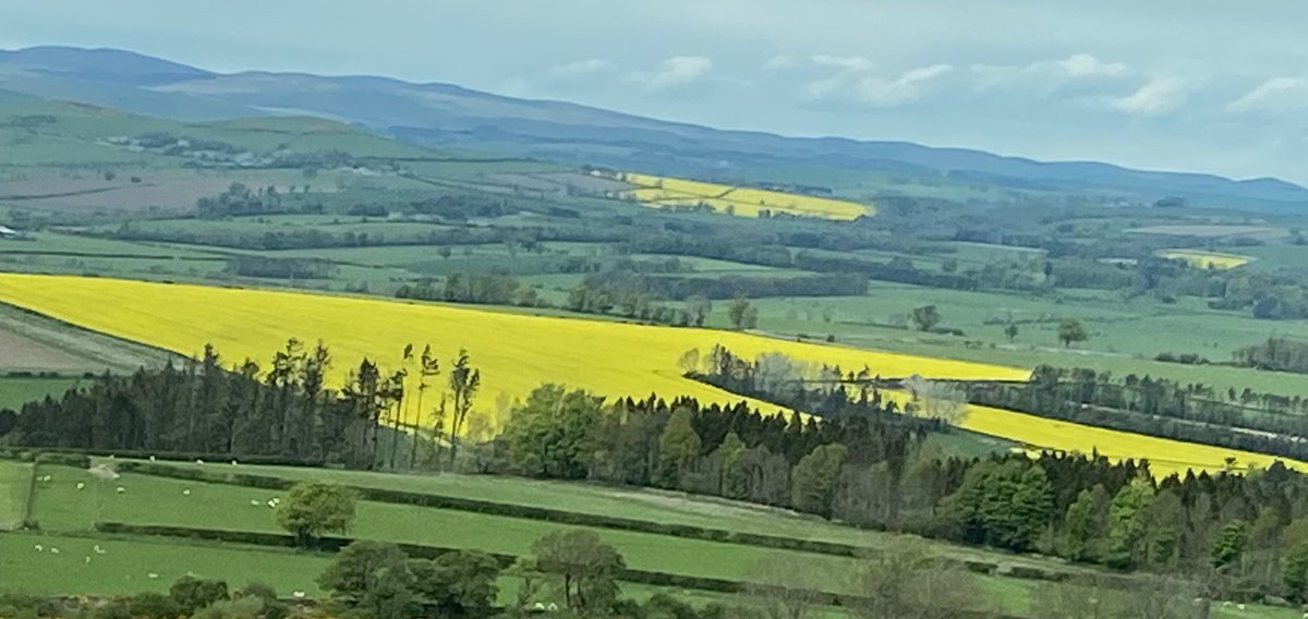 rattycastle's tweet image. #Fieldsofgold  #oilseedrape