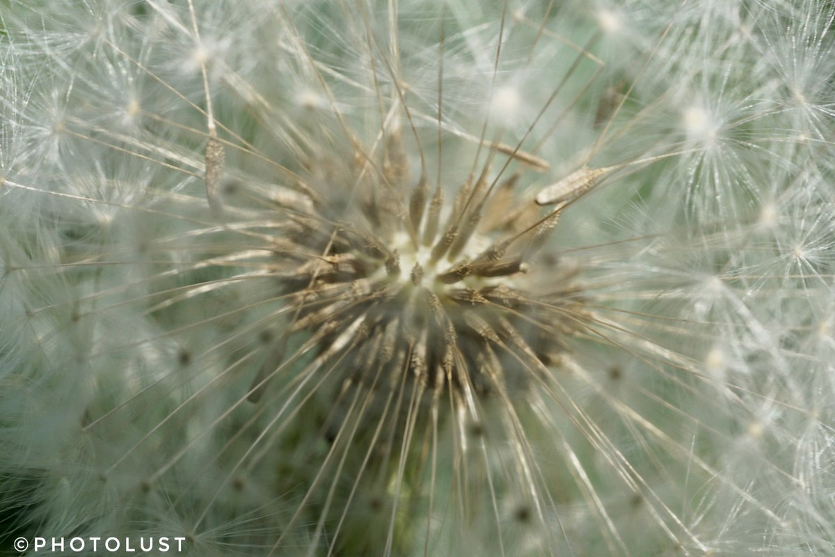 #Fotografie #Photography #Natur #Nature #Farbe #Colour #Makro #Macro #Makrofoto #Macrophoto #Makrofotografie #Macrophotography Camera #SonyAlpha 6000
#Frühling #Spring 
#Löwenzahn #Pusteblume #Dandelion 

Good morning, Twitter community. Have a nice Tuesday.