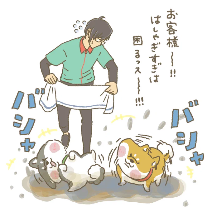 ぶるぶる、我慢っス!!!! #もちもち #お客様こまります #おきゃこま #コンビニ #アルバイト #柴犬 #水遊び #動物