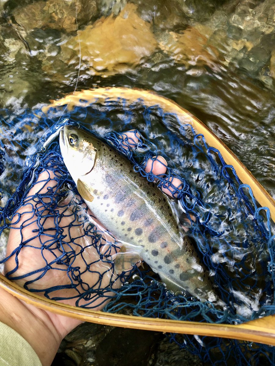 hirokunhanter's tweet photo. 今日は午前中の本流勝負は不発…のため午後は近くの里川へ。数は全然でしたがコンディションの良いヤマメが釣れてくれました。
#岩手内陸河川
#awayco40s
#Babycornミノー50HS
#ジャパントラウトV
#GJTVC410ULLT
#BC420SSS
#kawatonbo 
#SVランディングネット https://t.co/HLRhDSZEon