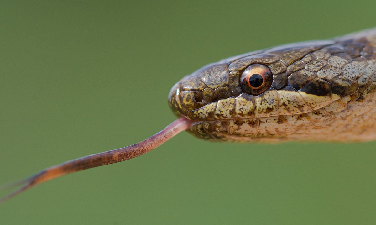 Naturetrek tweet media