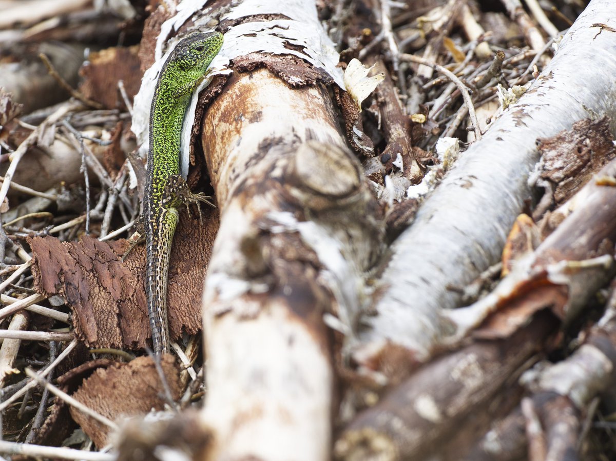 Naturetrek tweet media