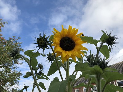 Edible High Town tweet media