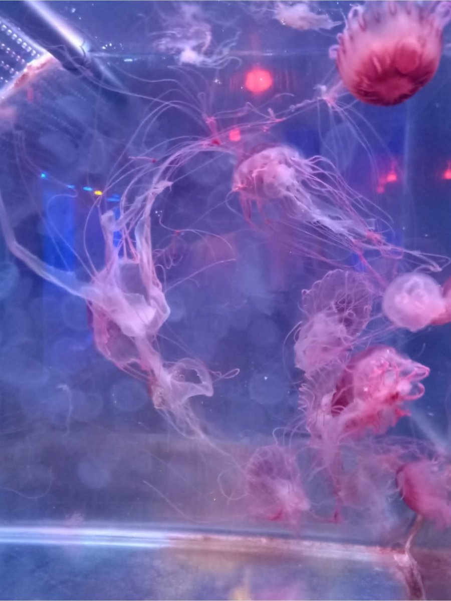 manogyadhital's tweet photo. I heard that jellyfish have no heart and float in the sea every day https://t.co/p4XggTSNpQ