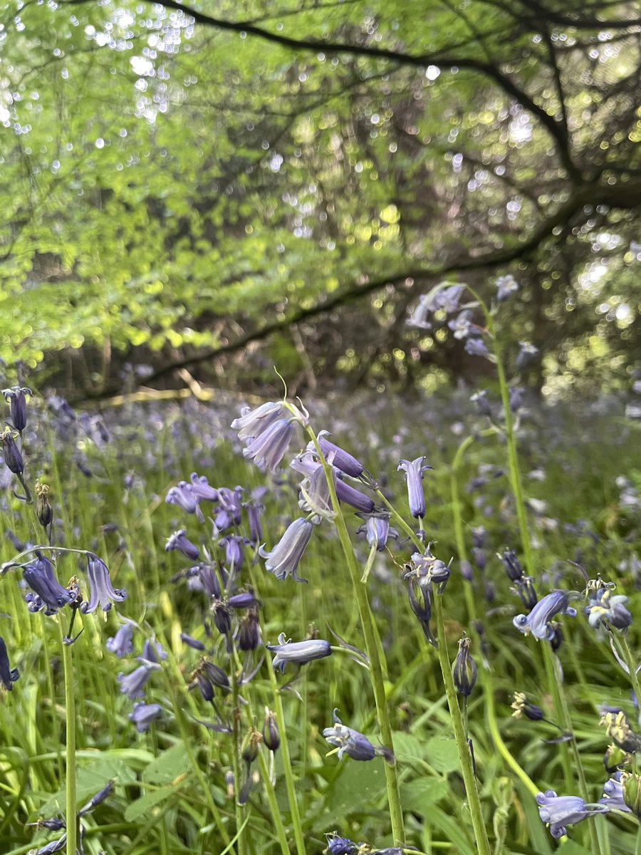 some bluebell spam to cleanse the tl