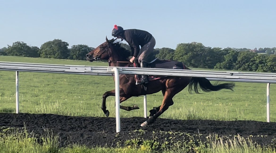 secretbetting11's tweet image. Morning all.
Lovely morning on the gallops. 
#gallops #newmarket  #thoroughbreed #betting #punter #racehorse