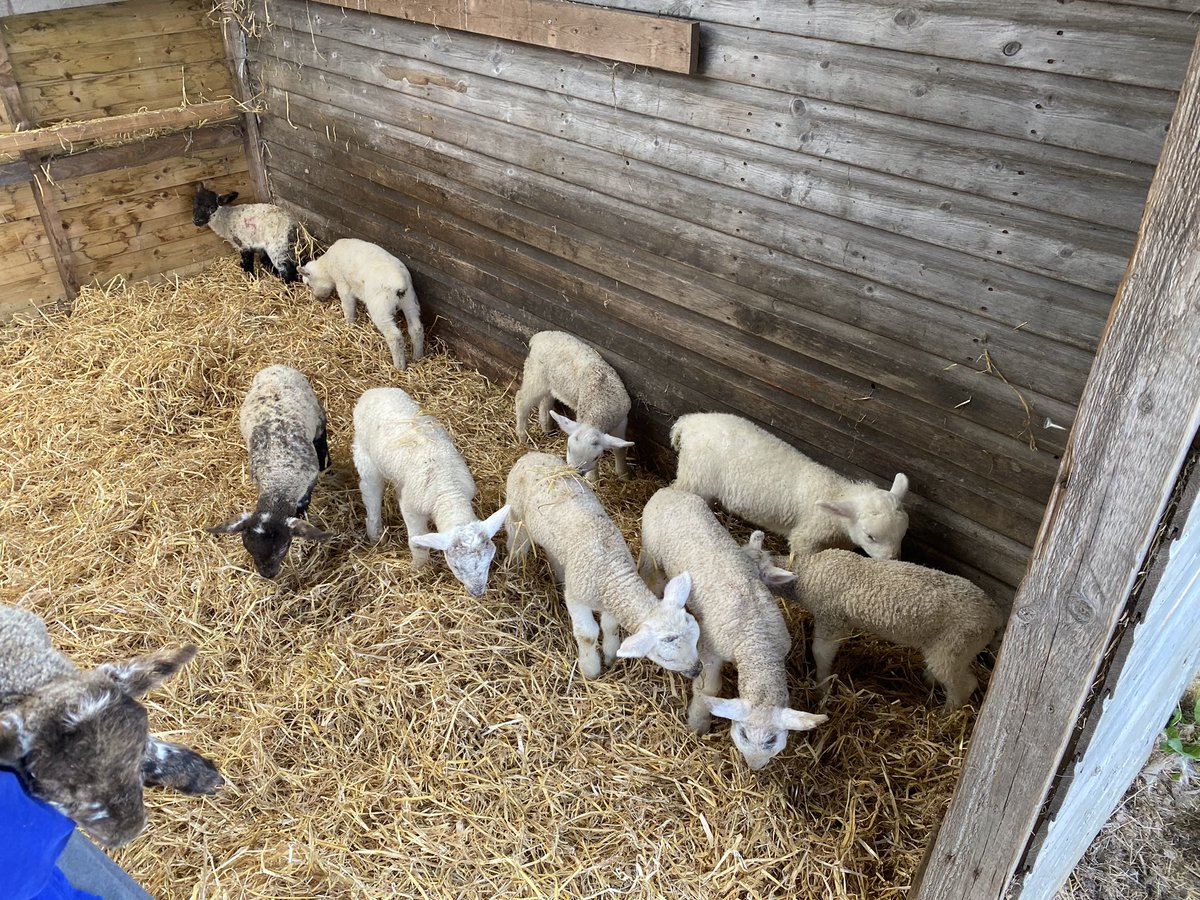 Well, that will teach me to get talking to random farmers in pubs. I now own 10 lambs!
