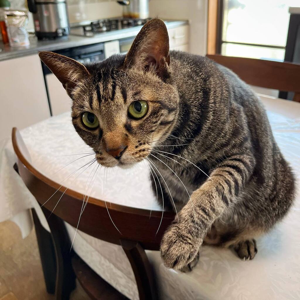 ten_byo's tweet photo. 8kg超の 5才児、お誕生日おめでとう💖
 #すなお #すなぷぴー #すなお山 #イマネコ #cat #catphoto #猫写真 #igersjp #amazonpets #catsofinstagram  #猫 https://t.co/iFvhFo1dR4 https://t.co/KoyXmz1zV7