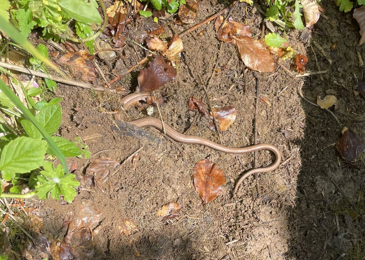 The first slow worm I’ve seen this year.