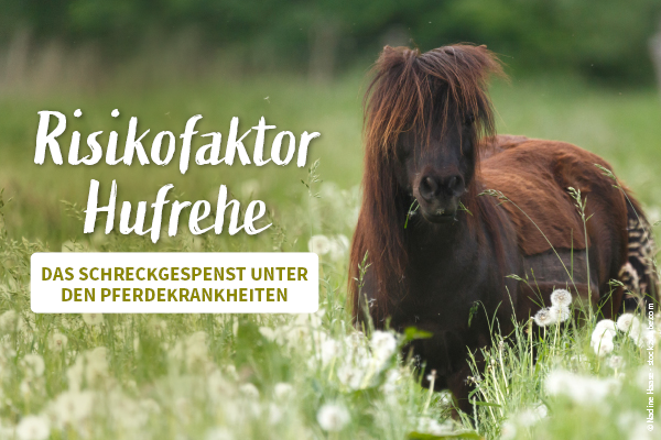 RT <a href="/docgoy/">Dr. Reinhard Goy</a>   Hufrehe beim Pferd – was Sie wissen müssen  hund-katze-heimtier-kleintier.de/risikofaktor-h… 🐴🦄