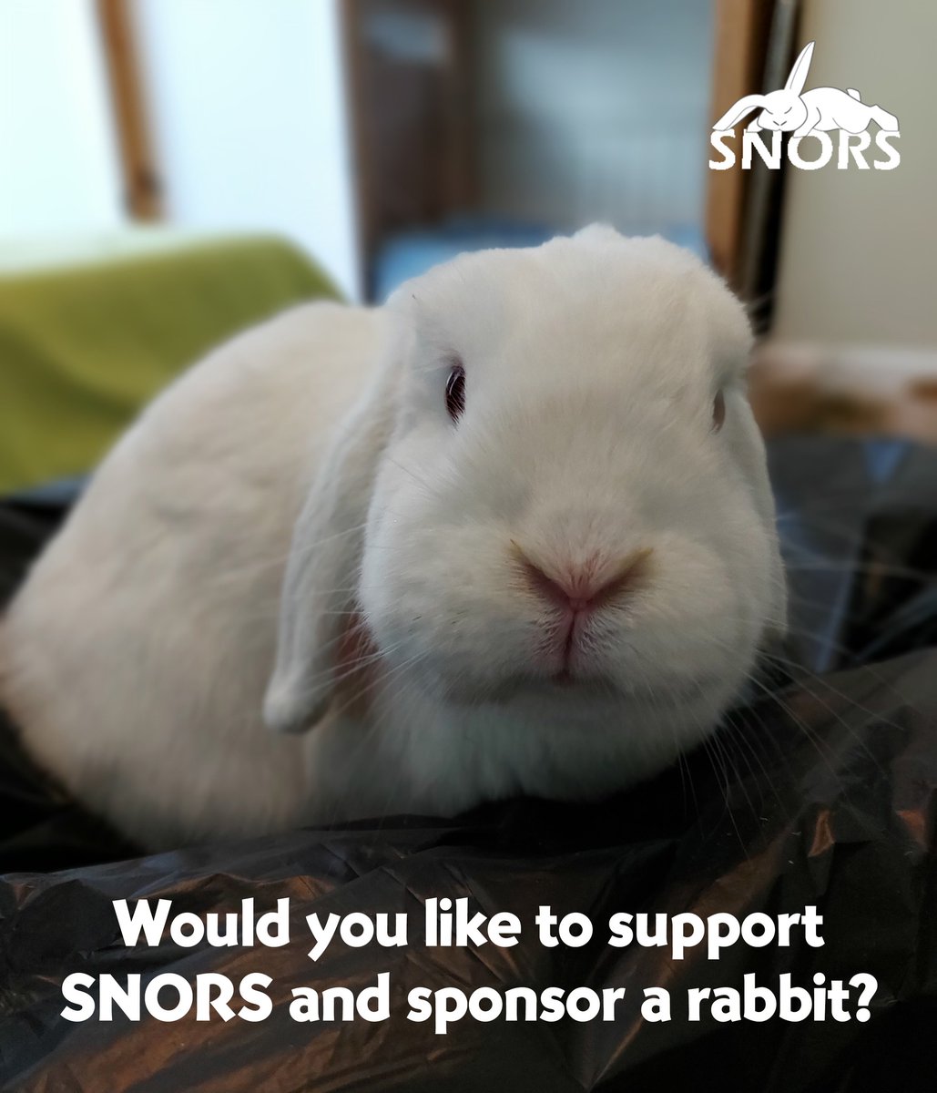 SNORSSanctuary's tweet photo. Would you like to sponsor our rabbits?💚 

Sponsoring is the best way to support SNORS long term. It provides us with a regular income to take care of the bunnies by paying for veterinary care, meds and special equipment.

To find out more visit: https://t.co/Jzxsfp0acS https://t.co/bZJrleJvhJ