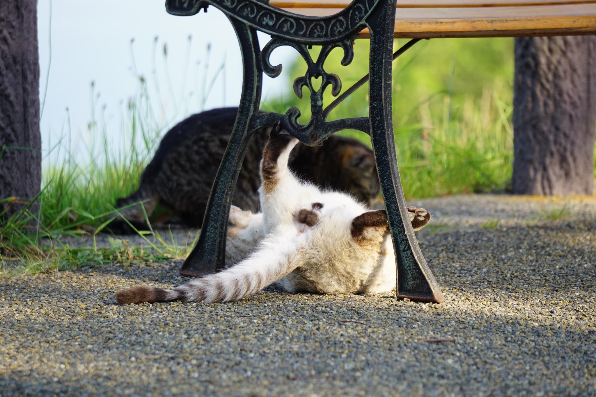 にゃんたま - Search / X