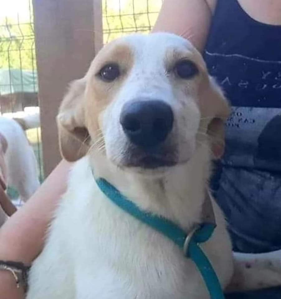 DNVSaveanimals's tweet photo. 💙ISAAC💙
I'm still here, waiting at the shelter 💔
🌟🌟REDUCED ADOPTION FEES🌟🌟
Please could you help me? I'm such a lovely boy, surely there is someone in the #UK who can love me?
https://t.co/fr1qFNs9De
#rehomehour #RescueDogs #teamzay https://t.co/yDxiIRokBr