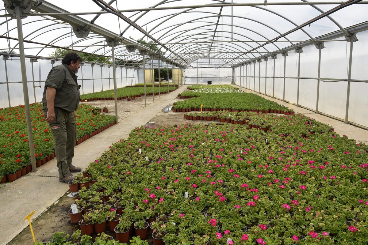 DPHuesca's tweet photo. Casi 9⃣0⃣0⃣0⃣0⃣ flores reparte el #ViveroProvincial de #DPHuesca entre los 112 ayuntamientos altoaragoneses que lo han solicitado🌺🌻🌹🌷🌼🌸🪻

👉El objetivo de esta campaña anual es decorar espacios públicos de toda la provincia.

📷Javier Blasco
🔗https://t.co/ZAGu5zwA1n https://t.co/sHdHuIzTTi