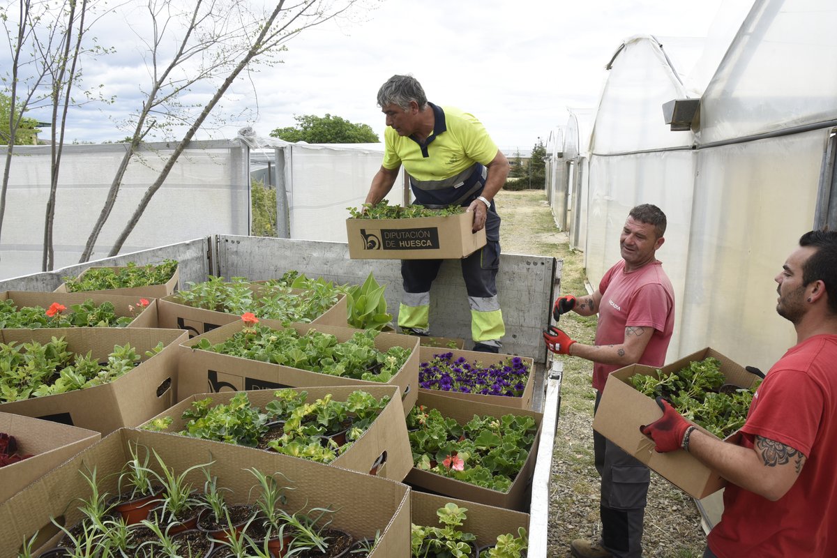 DPHuesca's tweet photo. Casi 9⃣0⃣0⃣0⃣0⃣ flores reparte el #ViveroProvincial de #DPHuesca entre los 112 ayuntamientos altoaragoneses que lo han solicitado🌺🌻🌹🌷🌼🌸🪻

👉El objetivo de esta campaña anual es decorar espacios públicos de toda la provincia.

📷Javier Blasco
🔗https://t.co/ZAGu5zwA1n https://t.co/sHdHuIzTTi
