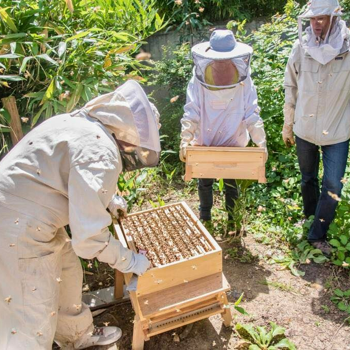 VilleDeClamart's tweet photo. Découvrez les nouvelles résidentes du jardin du Dr Damlamian à #Clamart en cette #journeemondialedesabeilles 🐝.

Des ruches y ont été installées dans un espace aménagé par nos agents des espaces verts, qui ont aussi érigé des postes d��observation pour profiter du spectacle 👀! https://t.co/pmlZEHnW2X
