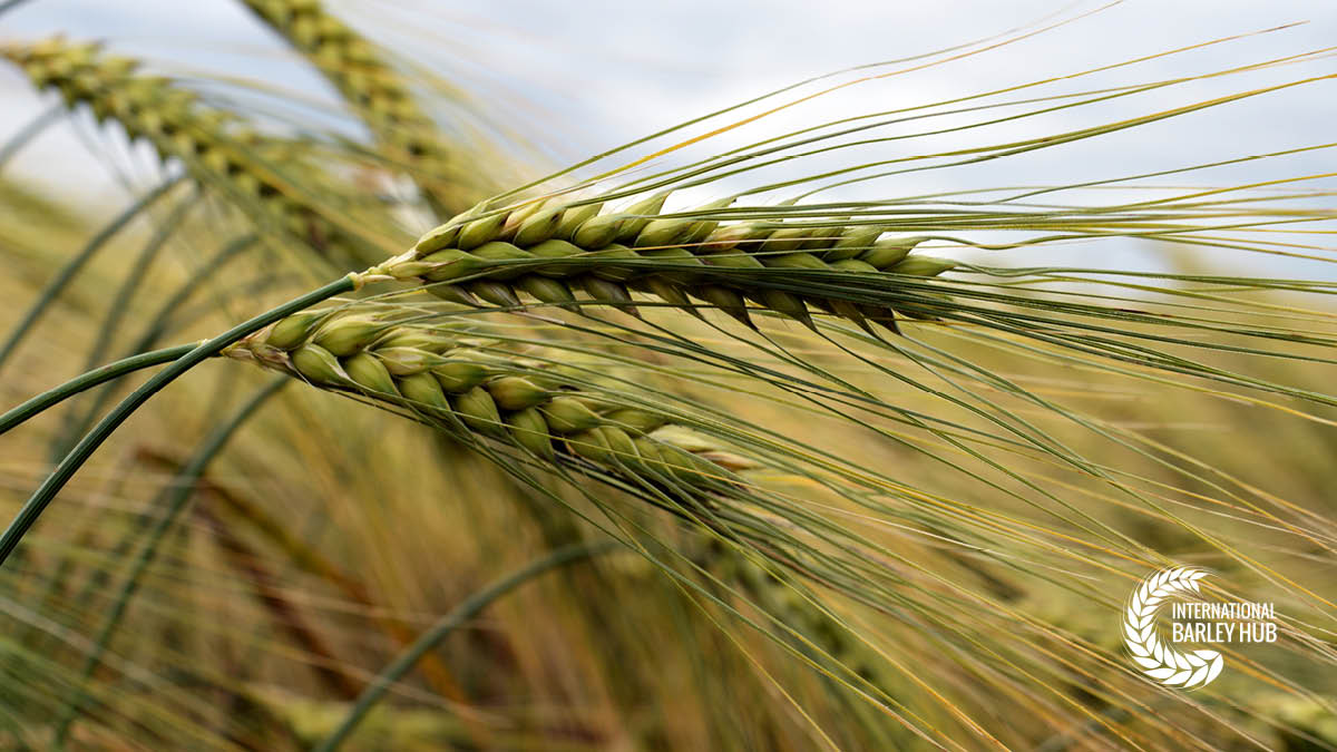 Available #PhD Project 📣 The role of #agricultural co-ops in driving change supporting the #ClimateChallenge

Learn more about this project and others like it by following the link. #BetterBarley

🌐 bit.ly/BARIToNE

 @dundeeuni | @JamesHuttonInst | @saos_agri_coops