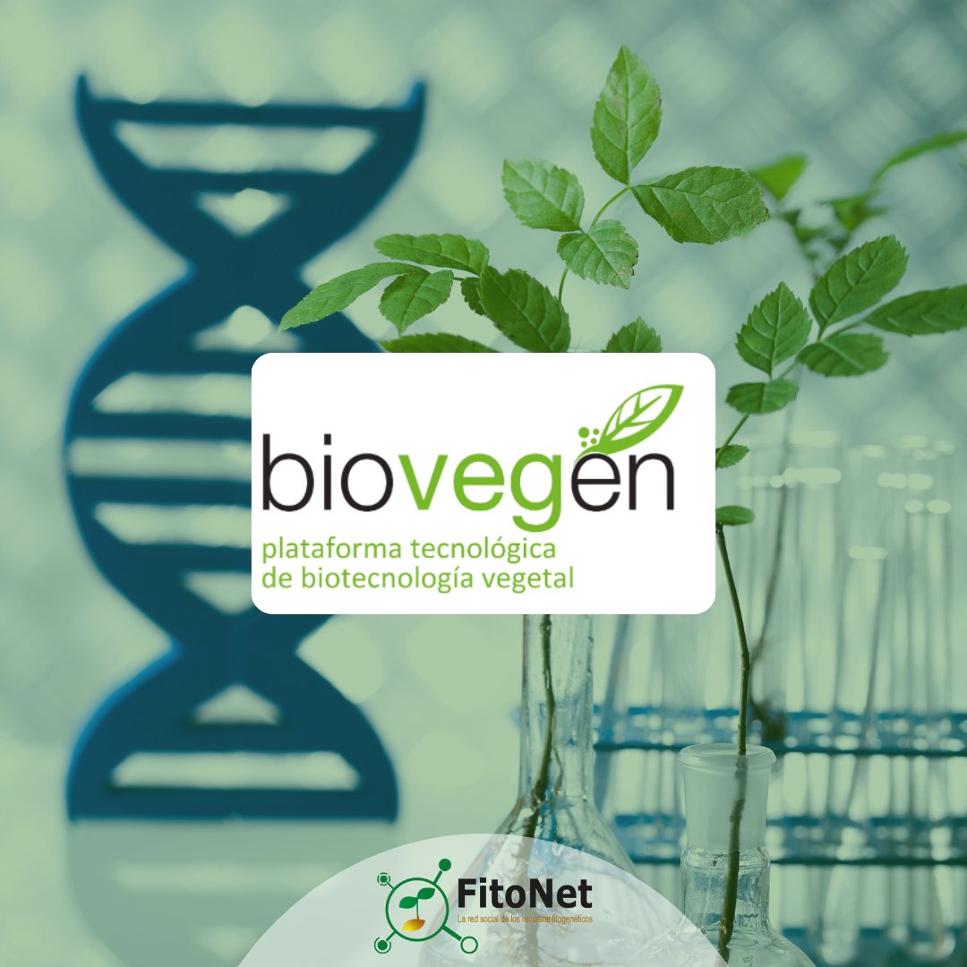 gofitonet's tweet photo. Miembros del grupo operativo #FitoNet. 🤝

🔸@Biovegen es una red de referencia de I+D+i en Biotecnología Vegetal.

🔹Actúa como interfaz entre la comunidad científica, empresarial y la Administración. 

¡Bienvenidos! 💚 https://t.co/YUsg78xRTs