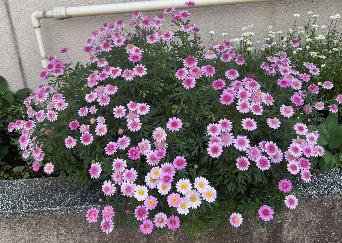 スイカミモザのレシピ