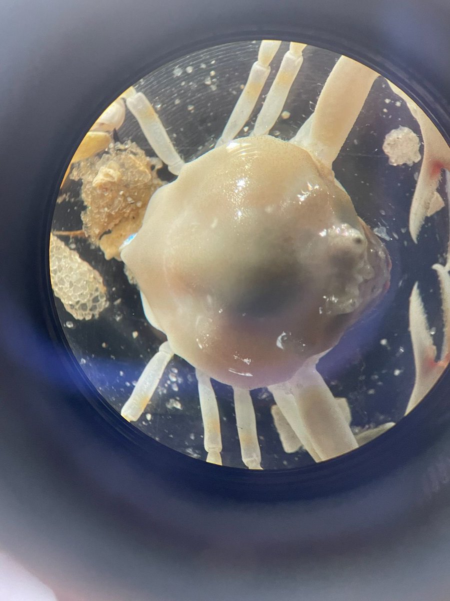 hewittpark's tweet photo. @EverythingOOC Plankton - bummer https://t.co/KxZoDaJqDU