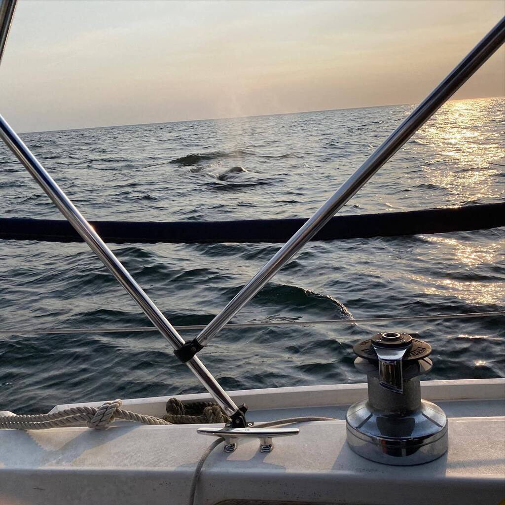 eLearningChris's tweet image. Just got visited by a big pod of whales.  They came super close.  After the shock passes I remembered I had a camera.  These shots don’t do it justice.  One of them got close enough for us to touch him.