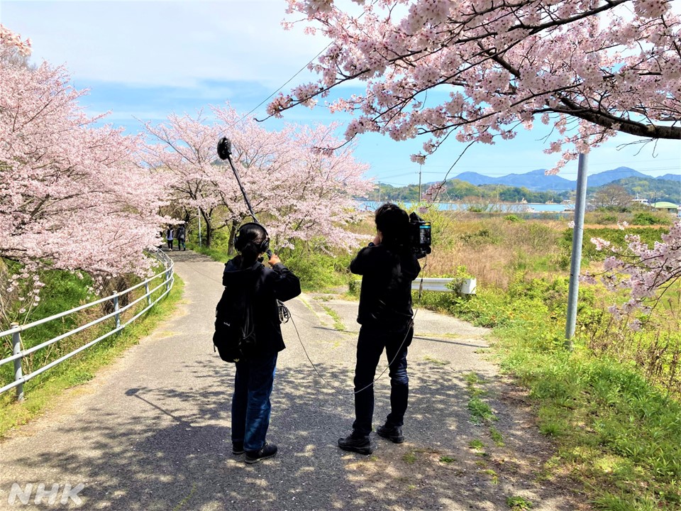 今週金曜日🎉新作！ #ドキュメント72時間 瀬戸内海🌊桜の島で🌸 愛媛県