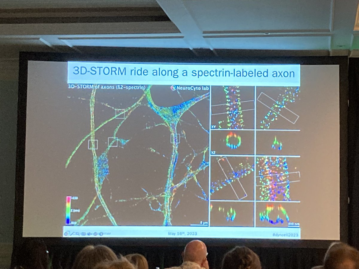 _mariod's tweet photo. @christlet as expected, amazed us with gorgeous #microscopy to elucidate the #axonal and #presynaptic actin nano-structures, better tags for super-resolution microscopy, @BrunoCombettes from @AndorTechnology presenting the versatile Dragonfly 600 
 #celldyn2023 2/2 https://t.co/Fqzm0SBorI