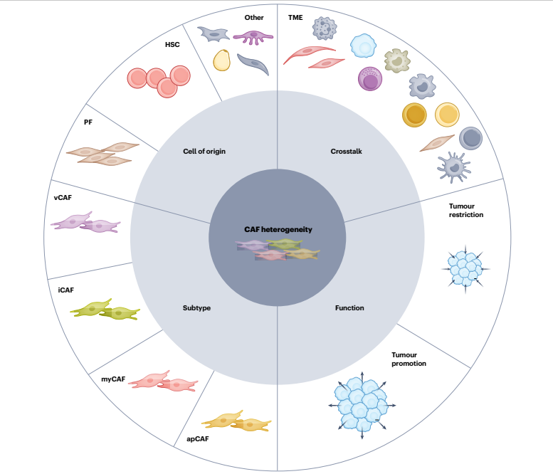 NatRevClinOncol's tweet image. In a new Review, Greg Gores &amp;amp; co. discuss advances in cholangiocarcinoma over the past 5 yrs, focusing on the immune TME, CAFs, molecular diagnostics &amp;amp; classifications, target therapy, immunotherapy &amp;amp; transplantation:
nature.com/articles/s4157… #hpbcsm #medonc #camoldx #camicroenv