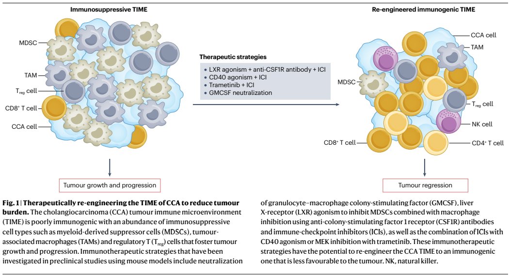 NatRevClinOncol's tweet image. In a new Review, Greg Gores &amp;amp; co. discuss advances in cholangiocarcinoma over the past 5 yrs, focusing on the immune TME, CAFs, molecular diagnostics &amp;amp; classifications, target therapy, immunotherapy &amp;amp; transplantation:
nature.com/articles/s4157… #hpbcsm #medonc #camoldx #camicroenv