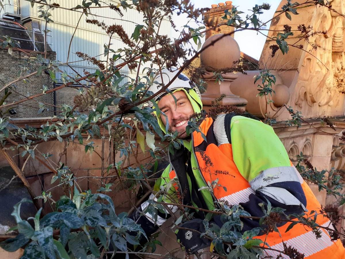 Thanks to the better weather we’ve been able to tackle the Buddleia that’s been damaging the façade of our Grade II* listed building.
 
Thanks so much to <a href="/TheatresTrust/">Theatres Trust</a> for supporting this and the repair works to our roof ahead of our solar panel installation later this year!