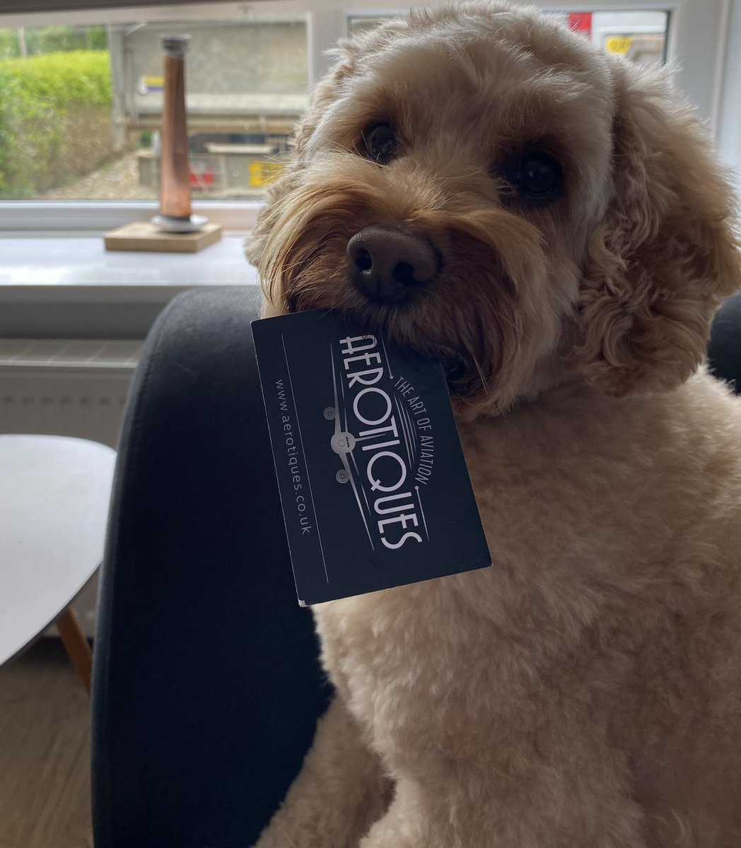 Kim_fly2help's tweet photo. You forgot to take your dog to work @DarrenLewington @Aerotiques 
#officedog https://t.co/OavrlHMaWB